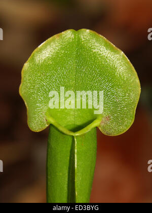 Close-up di verde vivace il gambo e la sezione superiore di insetto mangiare pianta brocca, Sarracenia specie contro il marrone scuro dello sfondo Foto Stock