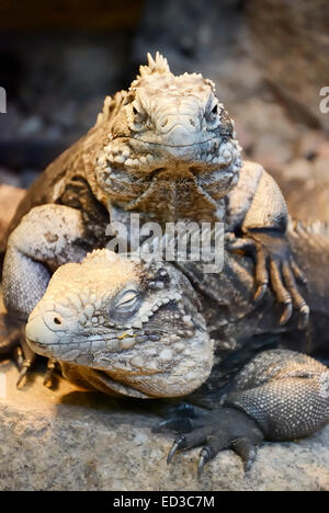 Iguana cubano - questi uno dei più grandi di iguana può ottenere 1,5m di lunghezza. Vive a Cuba e si sia erbivori. Foto Stock