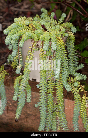 Piante succulente, Sedum morganianum, Burro di coda, crescendo in pentola su parete con lunghi steli di blu/verde 'foglie " sospeso verso il basso Foto Stock