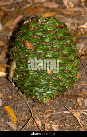 Massiccio verde smeraldo Bunya dado / pigna di Bunya pino, Araucaria bidwillii, un sempreverde australiano conifera nativa Foto Stock