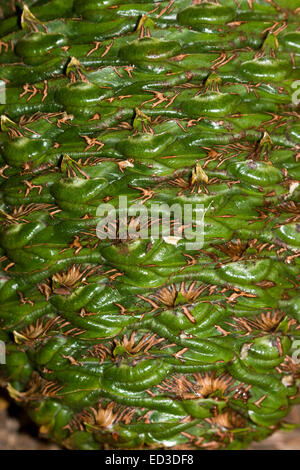 Close-up di massiccia verde smeraldo Bunya dado / pigna di Bunya pino, Araucaria bidwillii, evergreen australiano conifera nativa Foto Stock