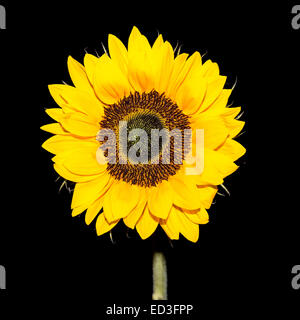 Un girasole dorato di notte (sfondo nero) Foto Stock