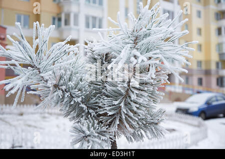 Aghi di giovani pino sotto intenso brina Foto Stock