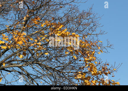 Poche foglie su un albero di acero alla fine della caduta stagione autunnale. Foto Stock