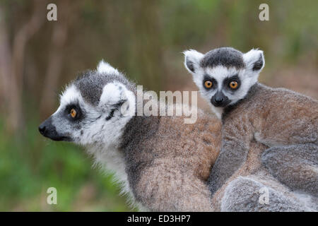 Madre con coda ad anello (Lemur catta) che porta il bambino sulla schiena. primo piano Foto Stock