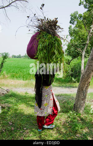 1 donna rurale azienda lavora Foto Stock