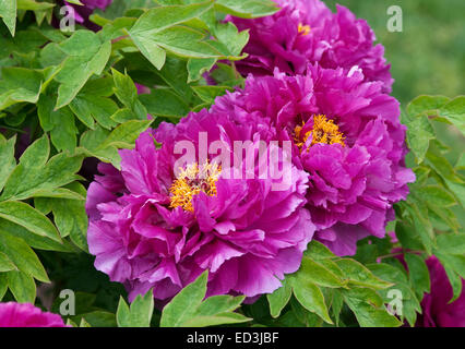 Double Tree peonia - Paeonia suffruticosa "rocce rosse" Foto Stock