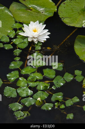 Nymphaea odorata e acqua invasiva Castagna - Trapa natans Foto Stock