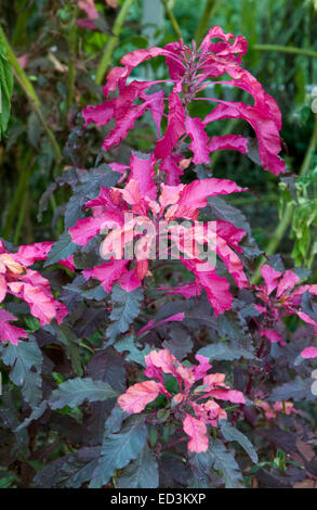 Amaranthus tricolore - allora la tunica di Giuseppe 'Molten Fire' Foto Stock