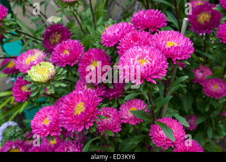 Cina - Aster chinensis Callisterphus 'Milady Mix" Foto Stock