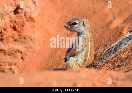 Giovani di massa del capo scoiattolo (Xerus inauris), accucciata al burrow ingresso, Kgalagadi Parco transfrontaliero, Sud Africa e Africa Foto Stock