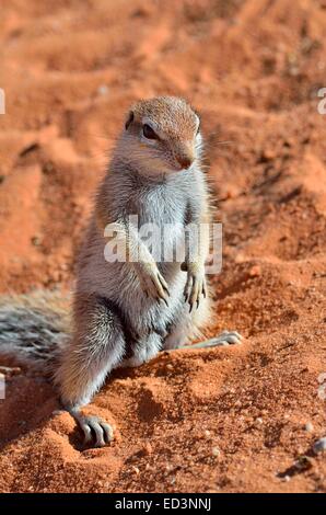 Massa del capo scoiattolo (Xerus inauris), giovane maschio in piedi nella sabbia, Kgalagadi Parco transfrontaliero, Northern Cape, Sud Africa Foto Stock