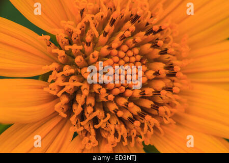 Close-up di girasole messicano ripulisca dalle erbacce nel giardino, Estate Thailandia Foto Stock