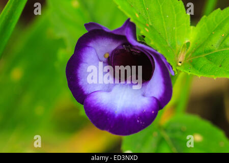 Torenia o Wishbone fiori, Bluewings nel giardino o il parco di natura Foto Stock