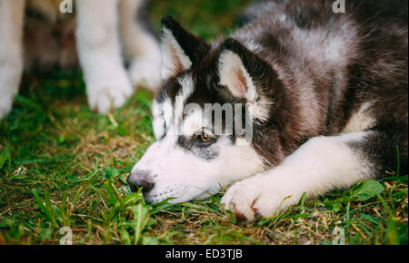 Triste giovane Husky cucciolo di cane eschimese giacente in erba Outdoor Foto Stock