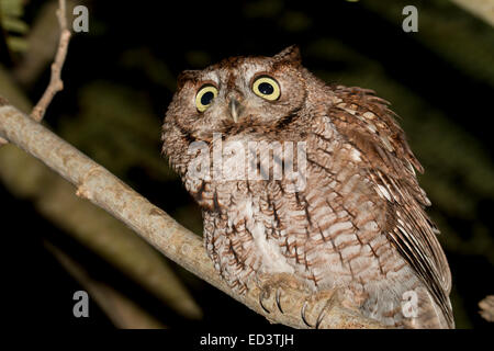 Una sorpresa eastern civetta - Megascops asio Foto Stock