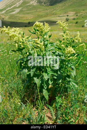 Dock alpino, Polygonum alpinum, in fiore, Turchia Foto Stock