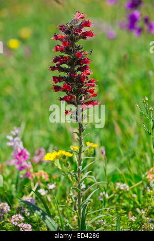 Red Viper dell Bugloss, Echium russicum fioritura in Turchia orientale Foto Stock