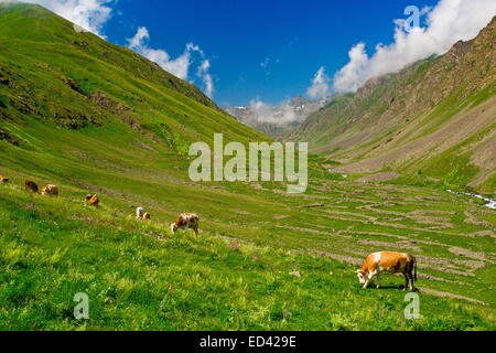 Il pascolo di bestiame pascoli alti (Yaylasi) nella valle Yaylalar, Kaskar, Alpi del Mar Nero, a nord-est della Turchia Foto Stock