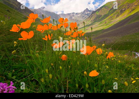 Un bel colore arancione papavero, Papaver lateritium in alta valle Olgunlar, Kaskar, Alpi del Mar Nero, a nord-est della Turchia Foto Stock