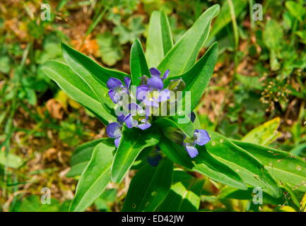 Attraversare la Genziana, Gentiana cruciata in fiore, con uova di montagna Alcon Blue Butterfly sparsi su di essi. Foto Stock