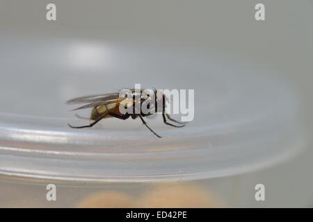 Comune (Housefly Musca domestica) su un vasetto in cucina Foto Stock