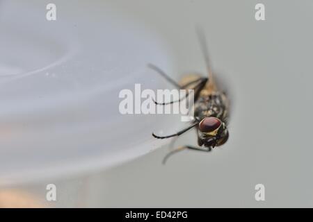 Comune (Housefly Musca domestica) su un vasetto in cucina Foto Stock