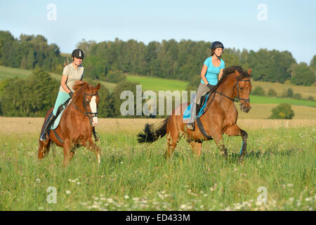 Due giovani pilota sul retro del tedesco warmblood cavalli al galoppo in un prato in estate Foto Stock