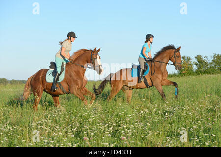 Due giovani pilota sul retro del tedesco warmblood cavalli al galoppo in un prato in estate Foto Stock