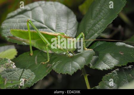 Grande macchia verde-cricket (Tettigonia viridissima) femmina in estate Aveyron - Francia Foto Stock