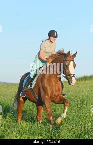 Giovane pilota sul dorso di un cavallo Oldenburg al galoppo in un prato Foto Stock