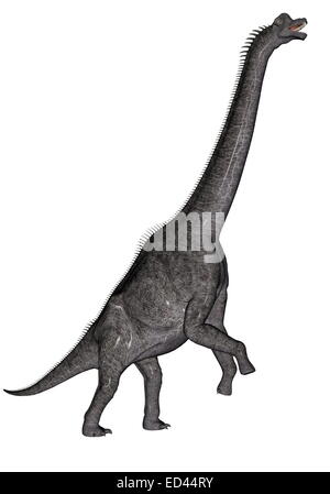 Brachiosaurus dinosauro testa a piedi fino in fondo bianco Foto Stock