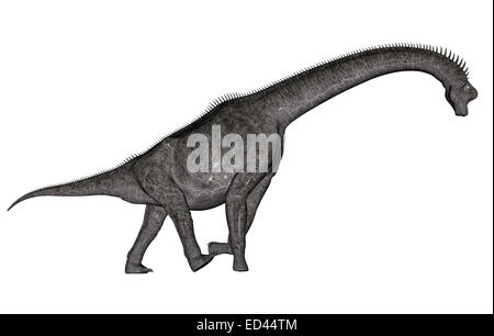 Dinosauro Brachiosaurus camminare a testa in giù in fondo bianco Foto Stock