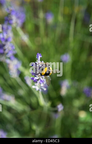 Bumblebee per raccogliere il polline o nettare dei fiori di lavanda, Catalogna, Spagna Foto Stock