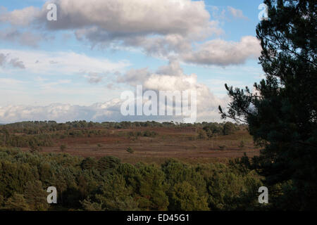 Foresta di pino silvestre alberi cui Canford Heath Poole Dorset Inghilterra Foto Stock