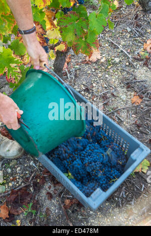 Villaggio francueil, nella Francia centrale. vendemmia giorno al vigneto di uva nera che viene versato nel secchio. Foto Stock