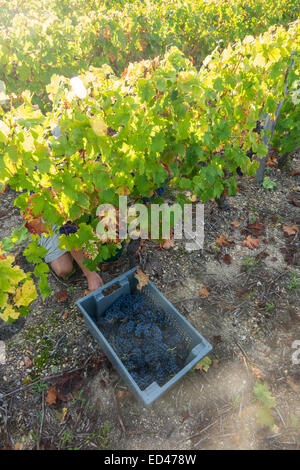 Villaggio francueil, nella Francia centrale. vendemmia giorno al vigneto con la gente del posto per il locale vino touraine Foto Stock