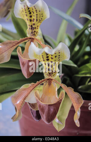 Lady slipper orchid, Paphiopedilum Foto Stock