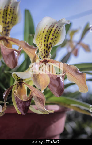 Lady slipper orchid, Paphiopedilum Foto Stock