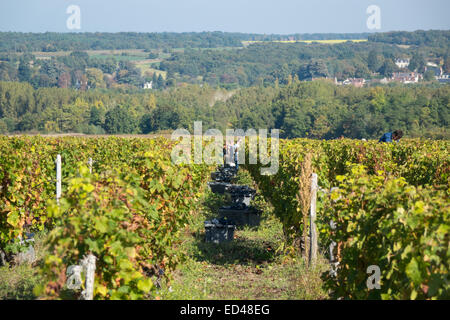 Villaggio Francueil, nella Francia centrale. Vendemmia giorno al vigneto con la gente del posto per il locale vino touraine Foto Stock