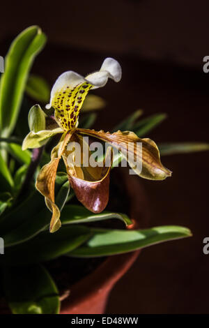 Lady slipper orchid, Paphiopedilum Foto Stock