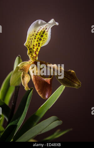 Lady slipper orchid, Paphiopedilum Foto Stock