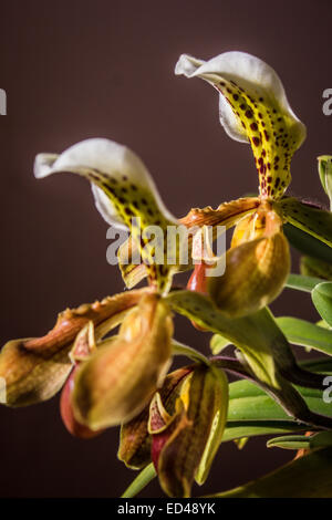 Lady slipper orchid, Paphiopedilum Foto Stock