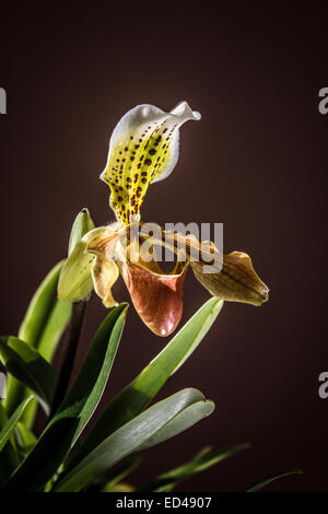 Lady slipper orchid, Paphiopedilum Foto Stock