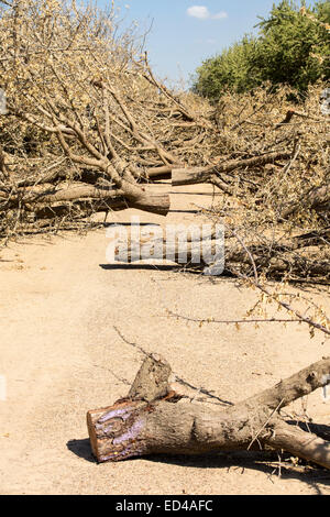 Mandorli in corso di produzione in California a causa della continua catastrofica siccità con assenza di acqua di irrigazione a sinistra. Foto Stock