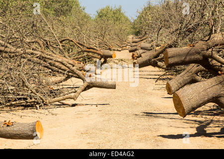 Mandorli in corso di produzione in California a causa della continua catastrofica siccità con assenza di acqua di irrigazione a sinistra. Foto Stock