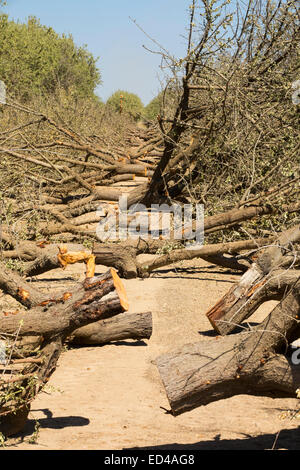 Mandorli in corso di produzione in California a causa della continua catastrofica siccità con assenza di acqua di irrigazione a sinistra. Foto Stock