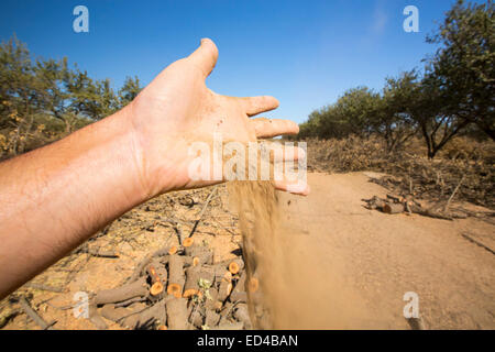 Mandorli in corso di produzione in California a causa della continua catastrofica siccità con assenza di acqua di irrigazione a sinistra. Foto Stock