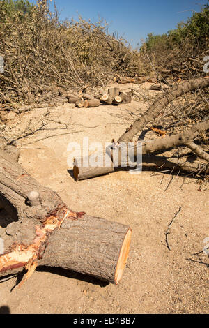 Mandorli in corso di produzione in California a causa della continua catastrofica siccità con assenza di acqua di irrigazione a sinistra. Foto Stock