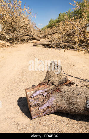 Mandorli in corso di produzione in California a causa della continua catastrofica siccità con assenza di acqua di irrigazione a sinistra. Foto Stock